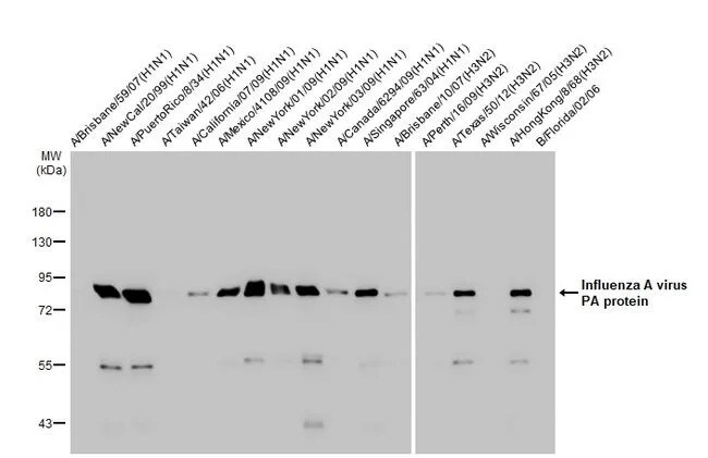 Influenza A H1N1 PA Antibody (HL1388) - Azide and BSA Free