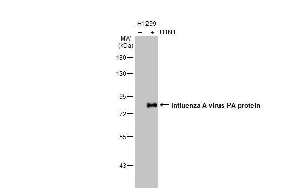 Influenza A H1N1 PA Antibody (HL1388) - Azide and BSA Free