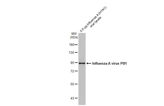Influenza A H1N1 PB1 Antibody (HL1714) - Azide and BSA Free