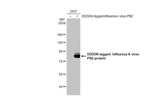 Influenza A H1N1 PB2 Antibody (HL1994) - Azide and BSA Free