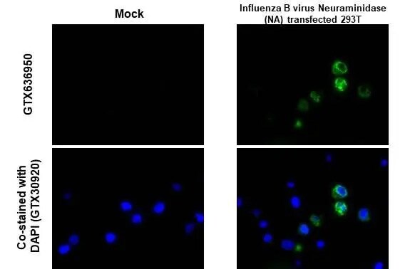 Influenza B Virus Neuraminidase Antibody (HL1476) - Azide and BSA Free