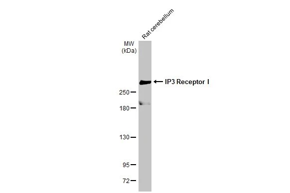 IP3R1 Antibody (HL1541) - Azide and BSA Free