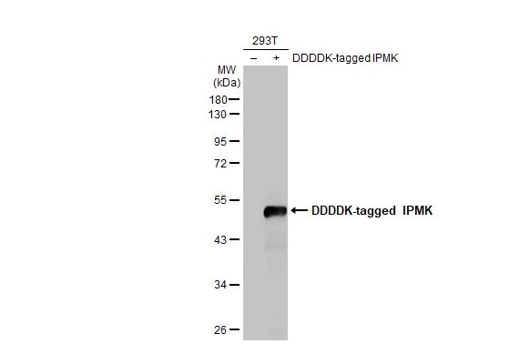 IPMK Antibody (HL2244) - Azide and BSA Free