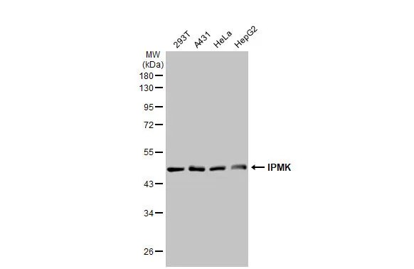 IPMK Antibody (HL2244) - Azide and BSA Free