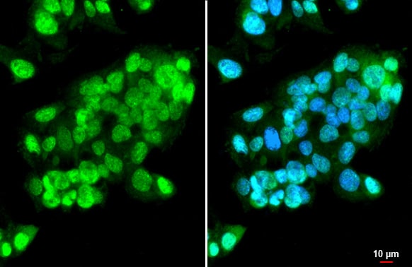 ISG15/UCRP Antibody (HL2017) - Azide and BSA Free