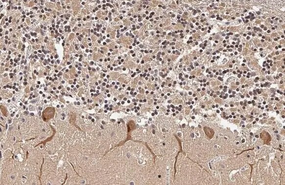 ISG15/UCRP Antibody (HL2017) - Azide and BSA Free