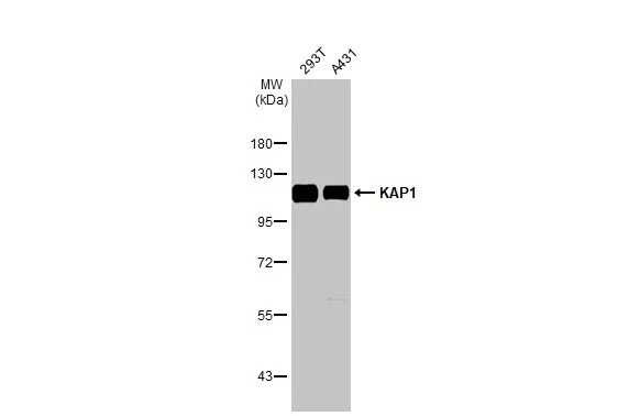 KAP1 Antibody (HL1539) - Azide and BSA Free
