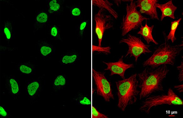 KAP1 Antibody (HL1539) - Azide and BSA Free