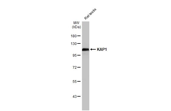 KAP1 Antibody (HL1539) - Azide and BSA Free