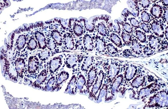 KAP1 Antibody (HL1539) - Azide and BSA Free