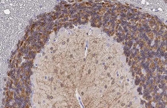 KCC2/SLC12A5 Antibody (HL2535) - Azide and BSA Free