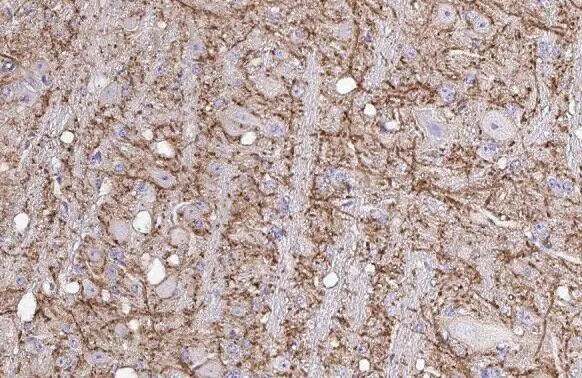 KCC2/SLC12A5 Antibody (HL2535) - Azide and BSA Free