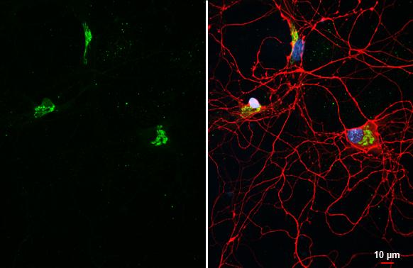 KCC2/SLC12A5 Antibody (HL2535) - Azide and BSA Free