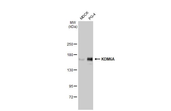 KDM6A Antibody (HL1731) - Azide and BSA Free