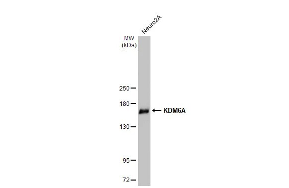 KDM6A Antibody (HL2068) - Azide and BSA Free