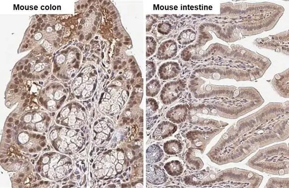 KLF5 Antibody (HL2269) - Azide and BSA Free