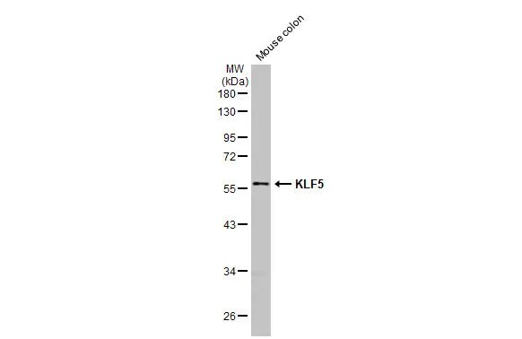 KLF5 Antibody (HL2269) - Azide and BSA Free
