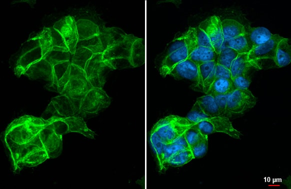 SLC7A5/LAT1 Antibody (HL2353) - Azide and BSA Free