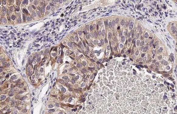 SLC7A5/LAT1 Antibody (HL2353) - Azide and BSA Free