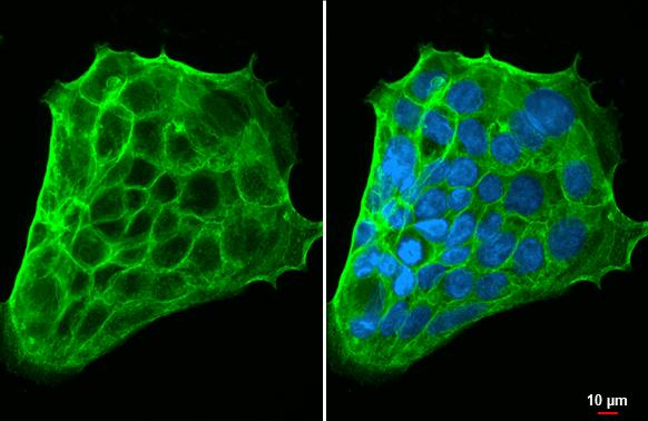 SLC7A5/LAT1 Antibody (HL2353) - Azide and BSA Free