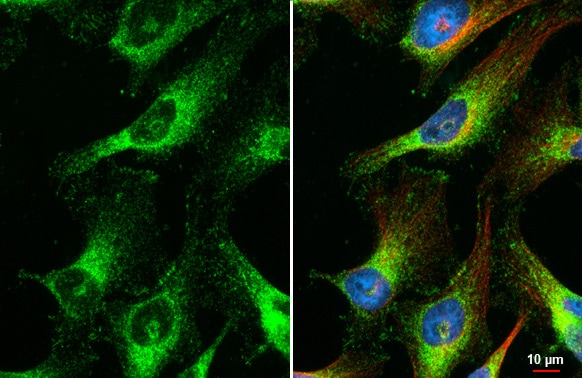 Galectin-3BP/MAC-2BP/LGALS3BP Antibody (HL2168) - Azide and BSA Free