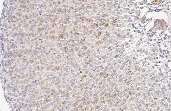 Galectin-3BP/MAC-2BP/LGALS3BP Antibody (HL2168) - Azide and BSA Free