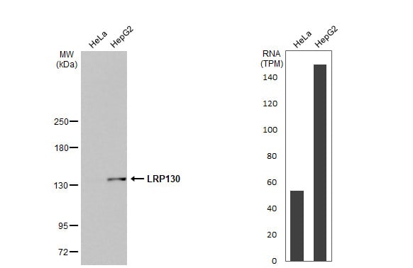 LRPPRC Antibody (HL2056) - Azide and BSA Free