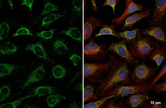 LRPPRC Antibody (HL2056) - Azide and BSA Free