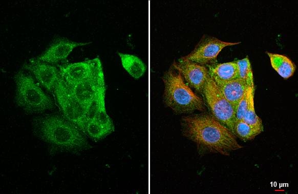 Ly-6E Antibody (HL1933) - Azide and BSA Free