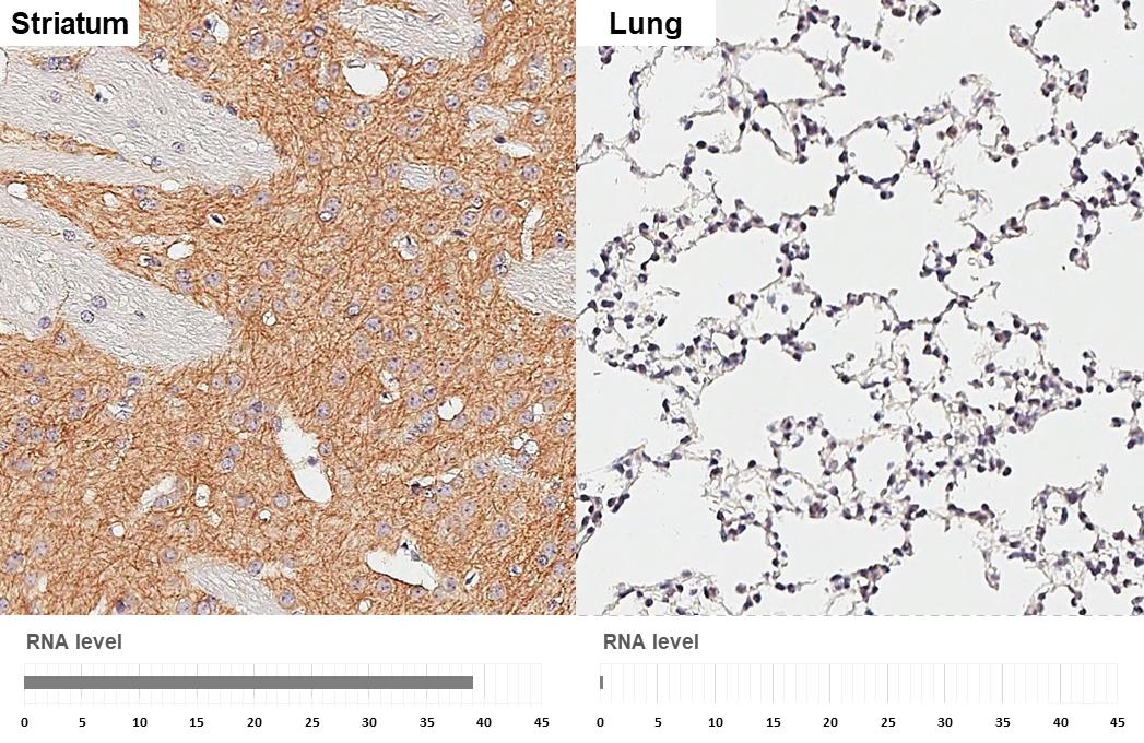 MAP2 Antibody (HL1655) - Azide and BSA Free