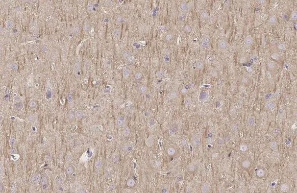 MAP2 Antibody (HL1656) - Azide and BSA Free