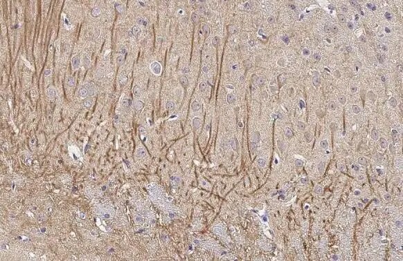 MAP2 Antibody (HL1656) - Azide and BSA Free