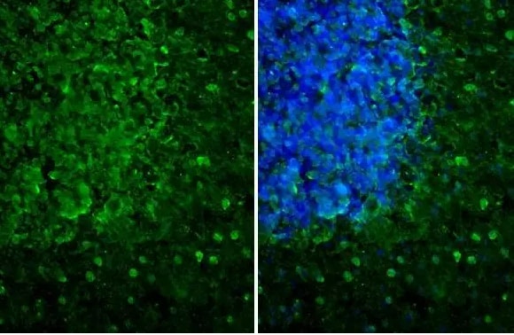 Melanocortin-1 R/MC1R Antibody (HL1471) - Azide and BSA Free
