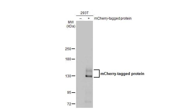 mCherry Antibody (HL1482) - Azide and BSA Free