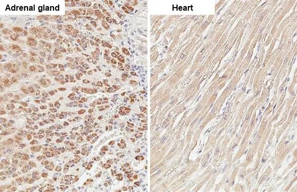 Mcl-1 Antibody (HL1544) - Azide and BSA Free