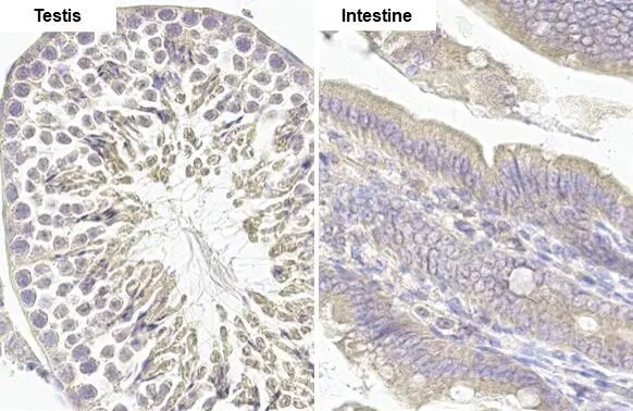 Mcl-1 Antibody (HL1544) - Azide and BSA Free