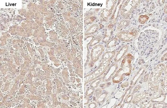 Mcl-1 Antibody (HL1544) - Azide and BSA Free