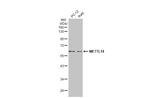 METTL14 Antibody (HL1816) - Azide and BSA Free