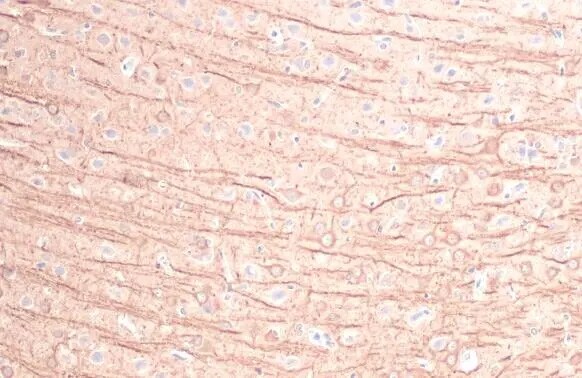 MFF Antibody (HL1311) - Azide and BSA Free