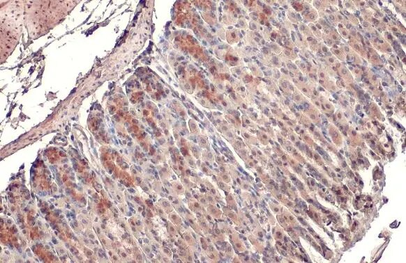 MFF Antibody (HL1311) - Azide and BSA Free