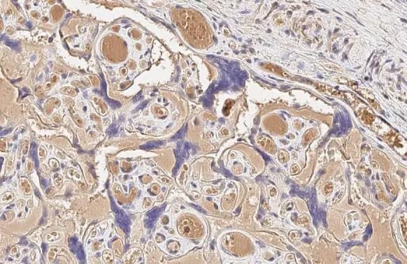 ERRFI1 Antibody (HL1785) - Azide and BSA Free