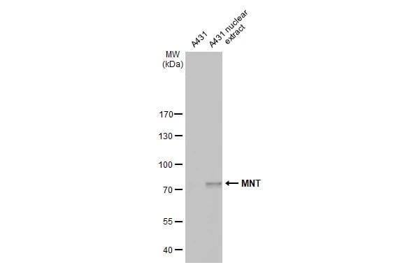 MAX binding protein Antibody (HL2309) - Azide and BSA Free