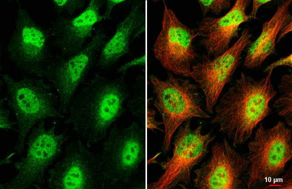 MAX binding protein Antibody (HL2309) - Azide and BSA Free