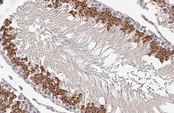 MAX binding protein Antibody (HL2309) - Azide and BSA Free