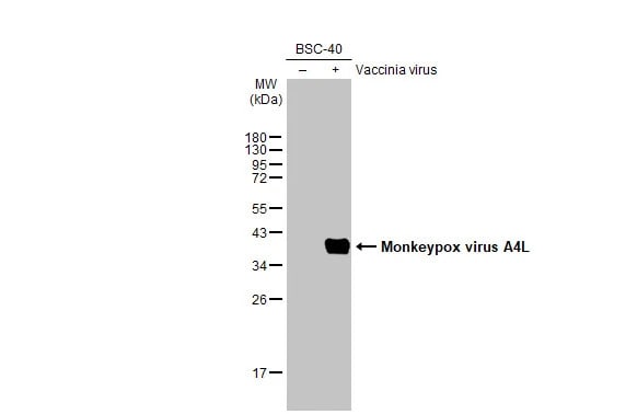 Monkeypox Virus A4L Antibody (HL2555) - Azide and BSA Free