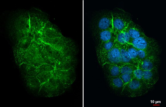 MUC4 Antibody (HL2026) - Azide and BSA Free