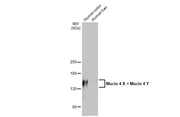 MUC4 Antibody (HL2026) - Azide and BSA Free