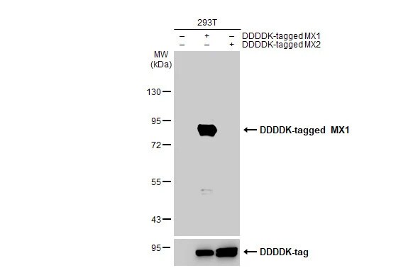 MxA/Mx1 Antibody (HL1790) - Azide and BSA Free