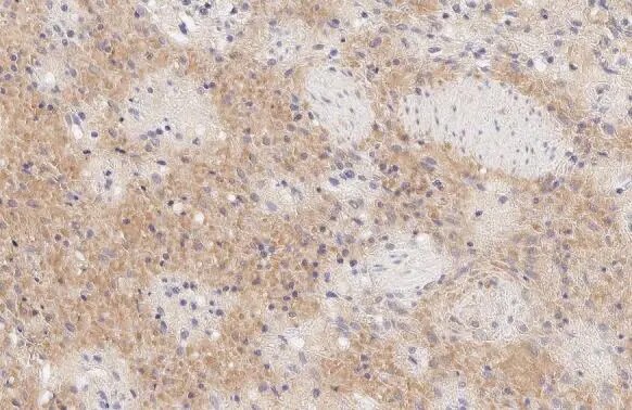 MxA/Mx1 Antibody (HL1790) - Azide and BSA Free