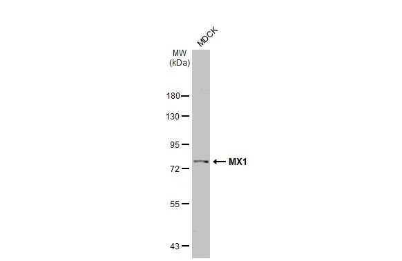 MxA/Mx1 Antibody (HL2051) - Azide and BSA Free